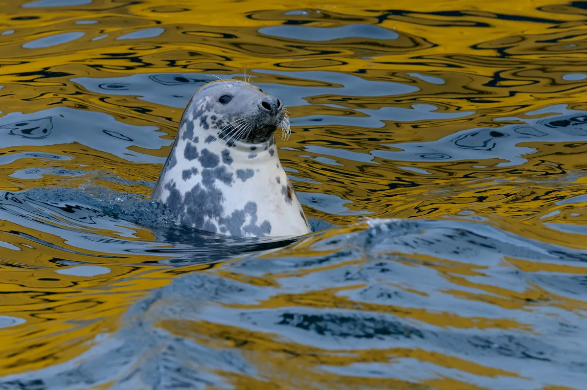 Grey seal. © Chris Gomersall/Nature Picture Library/Getty