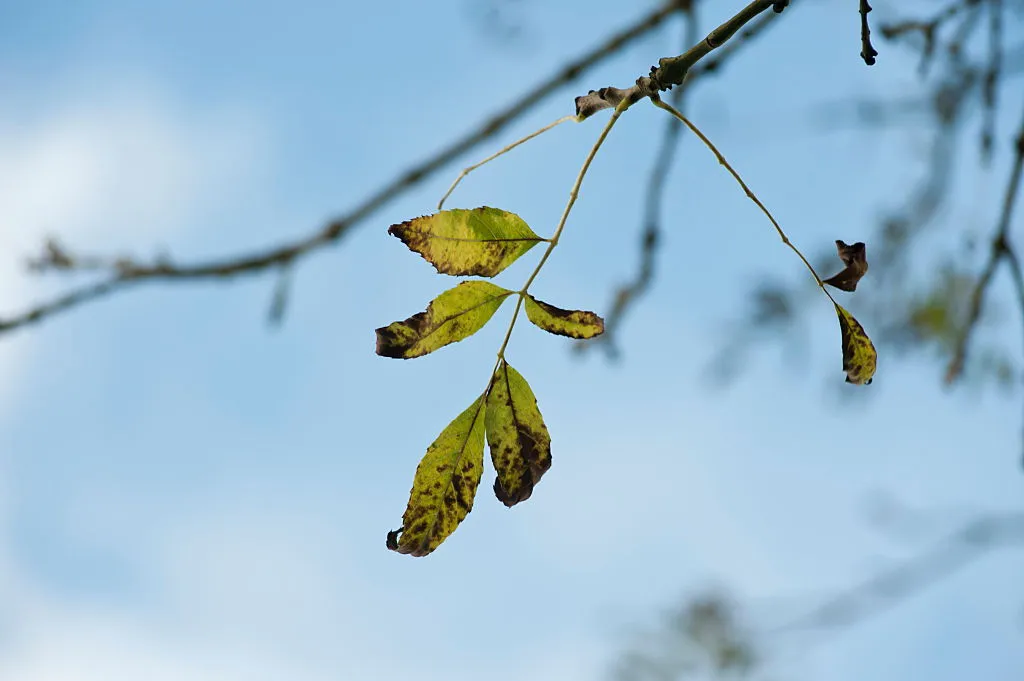 Infected leaves of an ash tree. © Flowerphotos/Getty