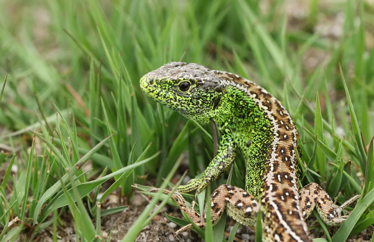 Male sand lizard. © Sandra Standbridge/Getty