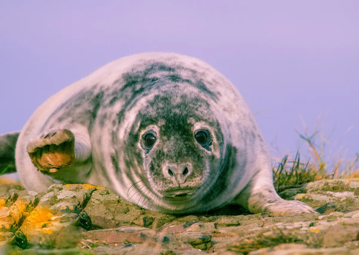 Mammal Society Member Photograph Winner: Grey seal pup waving. © Graeme Hull.