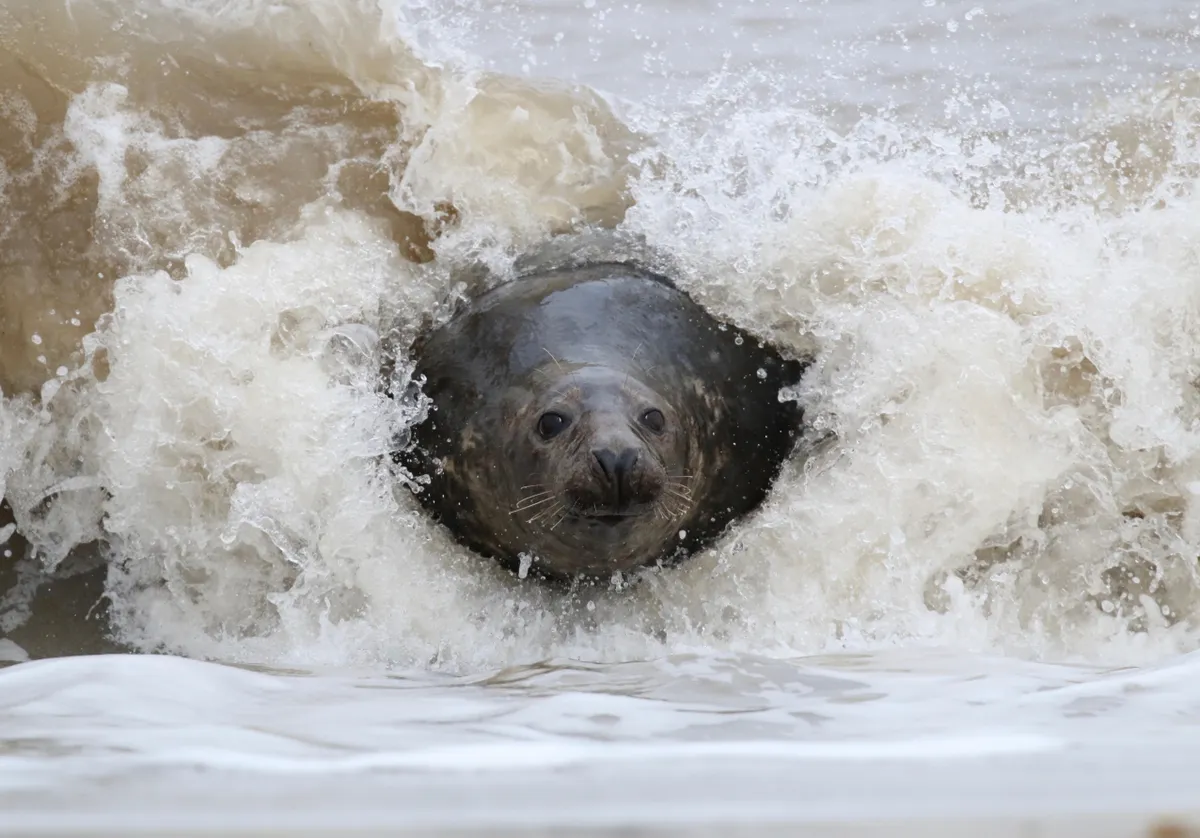 Mammals of the UK Category Highly Commended: Grey seal. © Melissa Nolan.