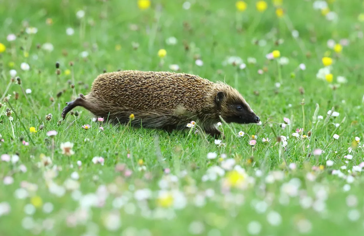 Mammals of the UK Category Highly Commended: Hedgehog. © Alick Simmons.