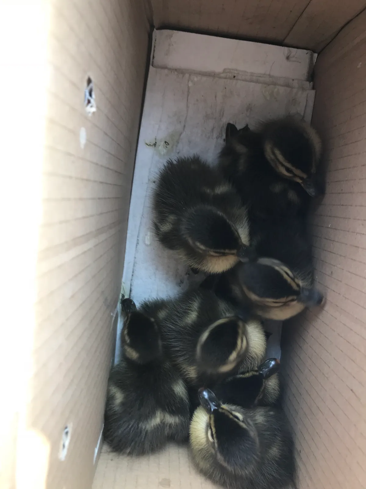 Rescued ducklings.