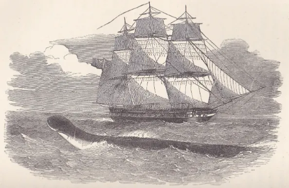 Image of a sea sea serpent seen in the South Atlantic in 1848