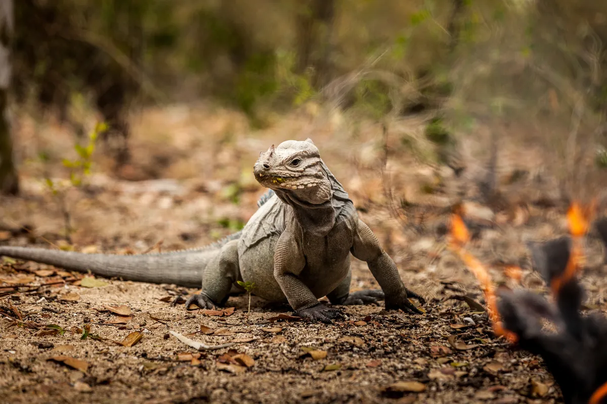 The Hispaniolan rhinoceros iguana is listed as Vulnerable on the IUCN Red List. © Tommy Hall