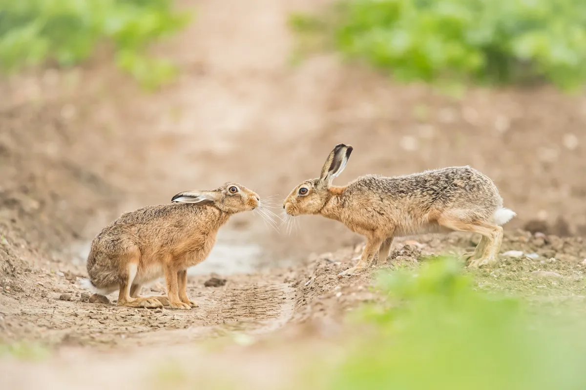 Mammals of the UK Category Highly Commended: Kiss me quick. © Sarah Darnell.