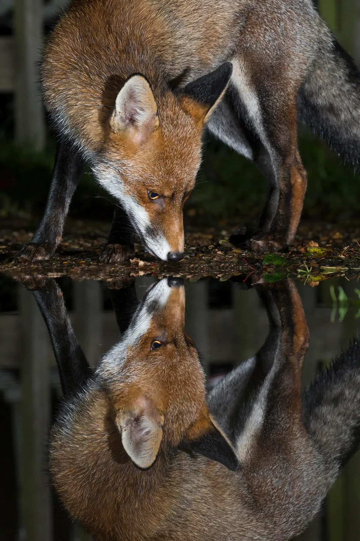 Young Mammal Photographer of the Year, aged 16-18 Category Highly Commended: Mirrored fox. © Kyle Moore.