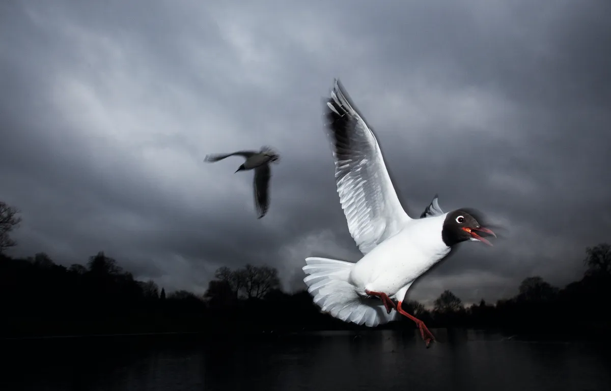Black-headed gulls don’t nest in Hampstead, so this individual, in smart breeding plumage, is probably on the cusp of moving out to a colony. © Matthew Maran.
