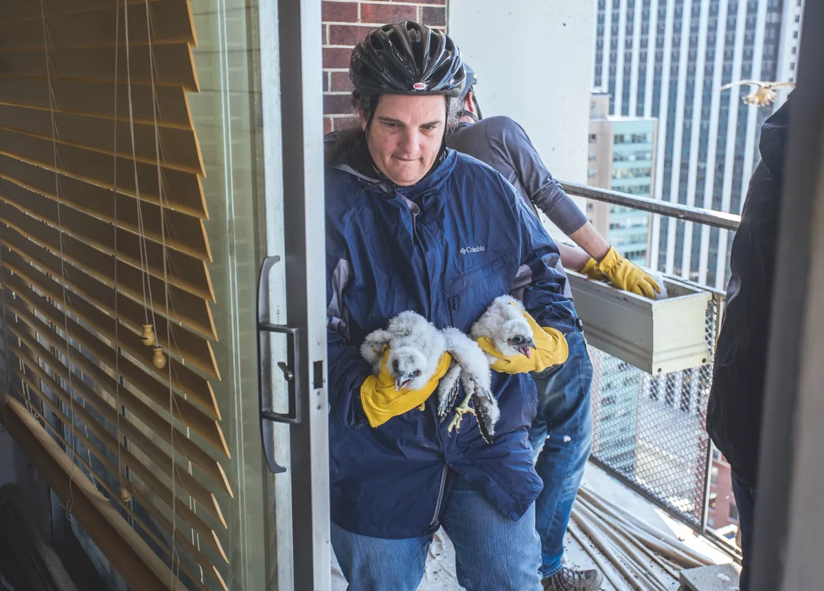 Mary Hennen, director of the Chicago Peregrine Program, rings two of the chicks. © Luke Massey.