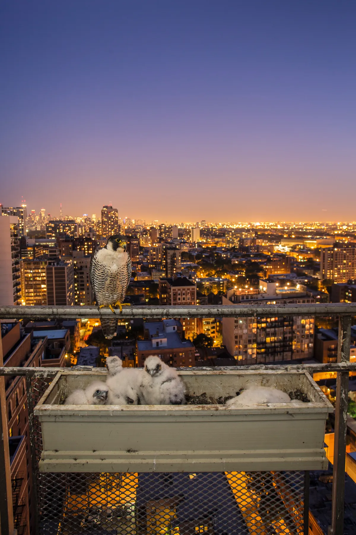 A rare night-time photograph of the female and her brood. Helped by the city glow, urban peregrines are known to hunt after dark. © Luke Massey.