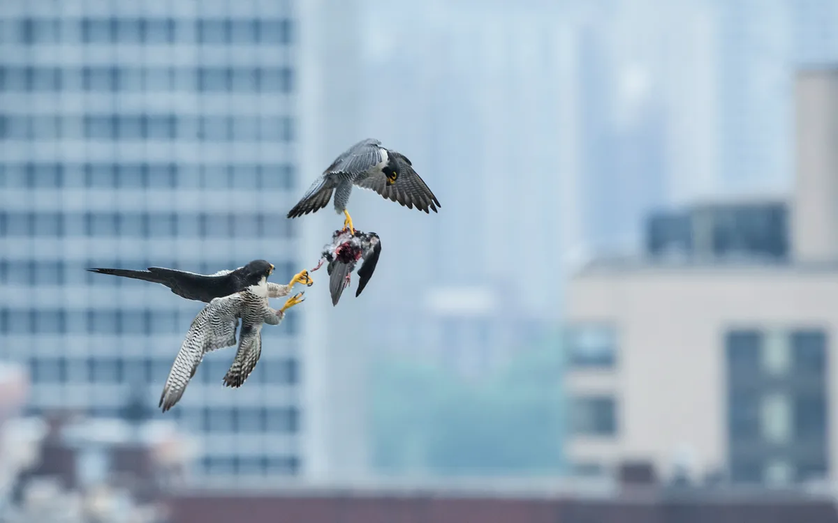The pair perform a food pass of a pigeon. Peregrines are expert fliers and incredibly fast, exceeding 350kph in controlled vertical dives when swooping on prey. © Luke Massey.