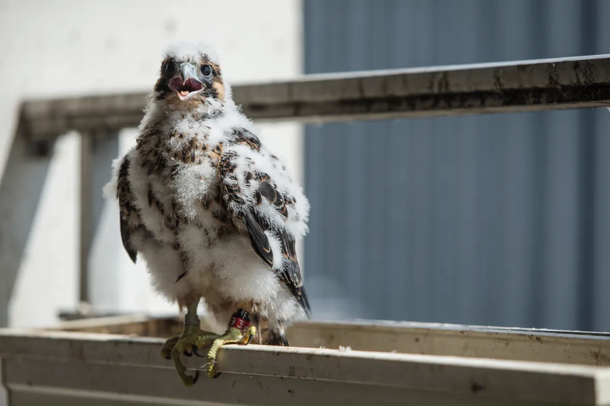 The chicks grow rapidly, but are still brooded by the female peregrine. After three weeks the chicks start replacing down with juvenile feathers; by the time they are approximately five weeks old the birds are fully feathered. © Luke Massey.