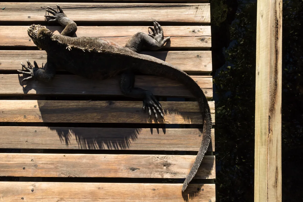 Highly Commended. Sunbathing iguana. © Carlos Cuenca Solana.