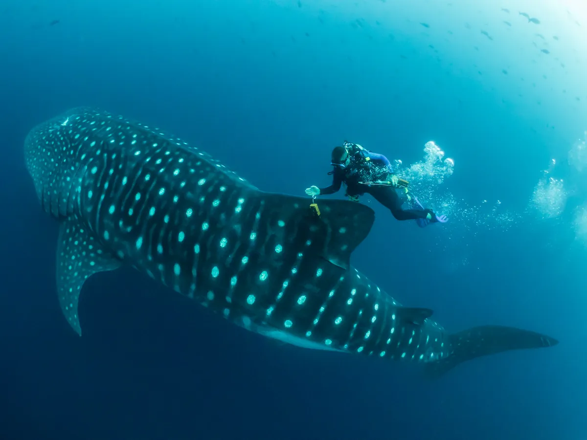 Man in the Archipelago Category 2nd place: Whale shark scientist. © Simon Pierce.