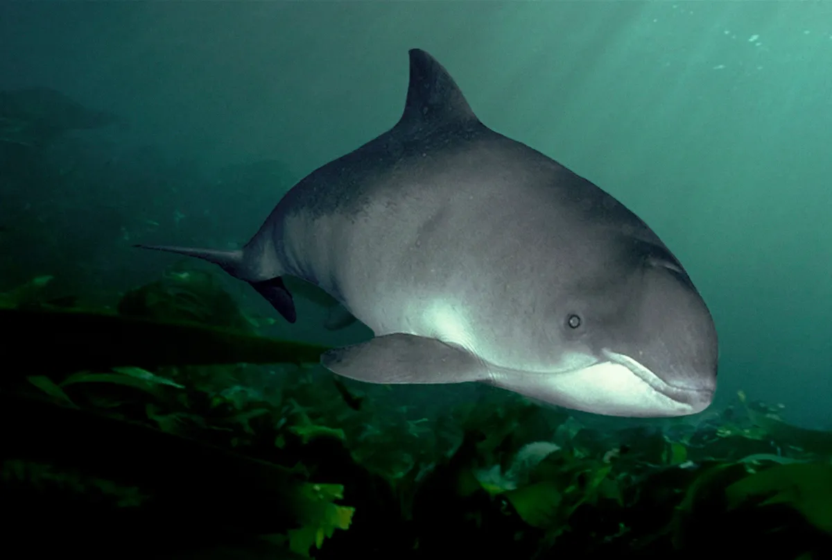 Harbour porpoise off Isle of Man. (c) Nature Picture Library