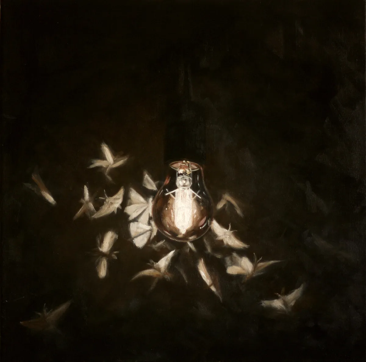 One of the finalists. Moths - 'Following the Light' by Alex Ashton