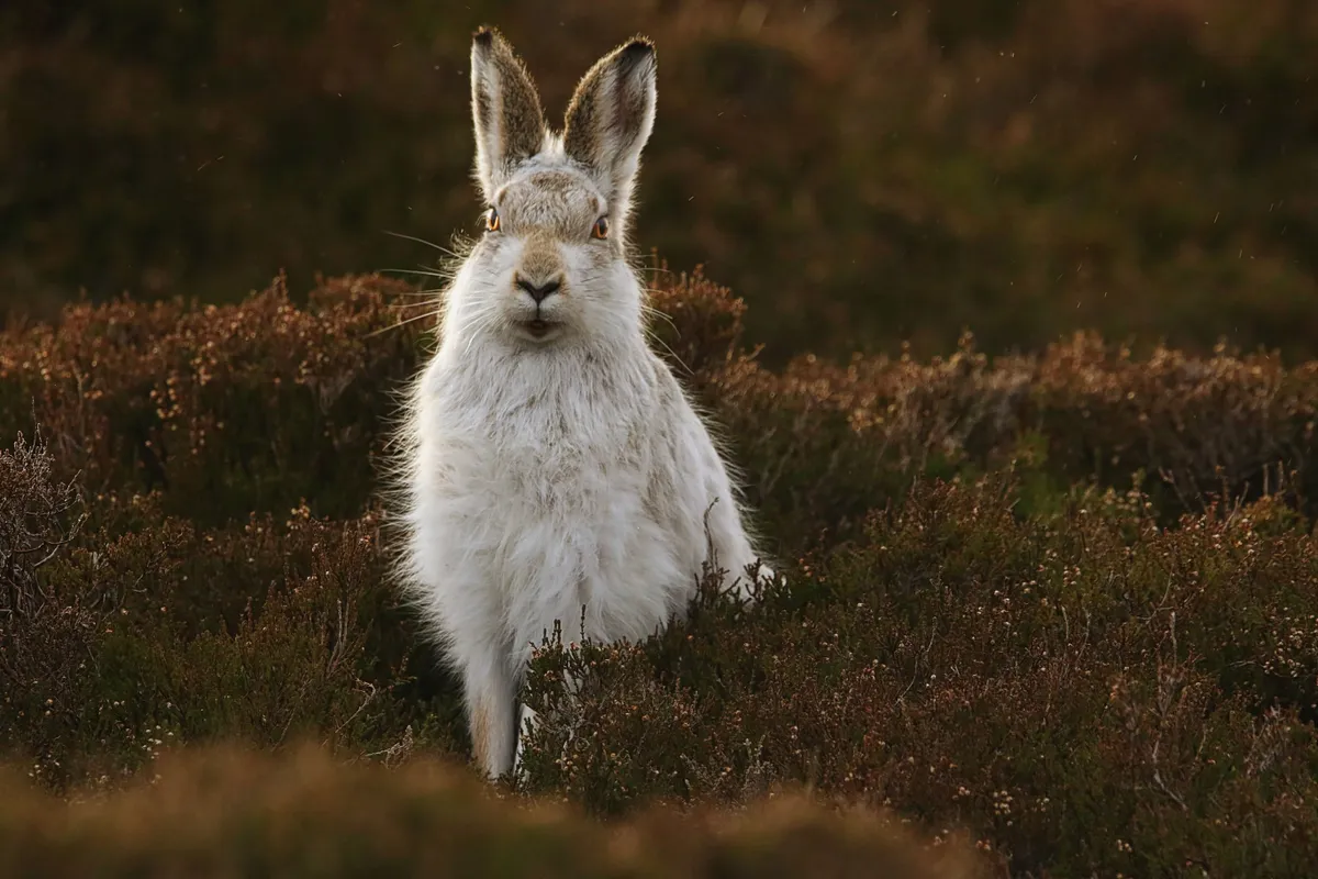 Mammals of the UK Category Highly Commended: Mountain hare. © Shane Stanbridge.