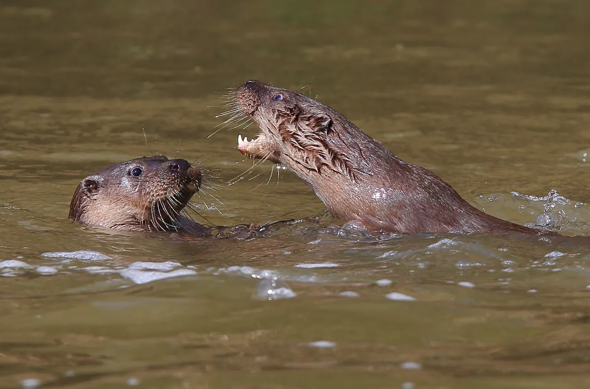 Otters. © Paul Dibben.