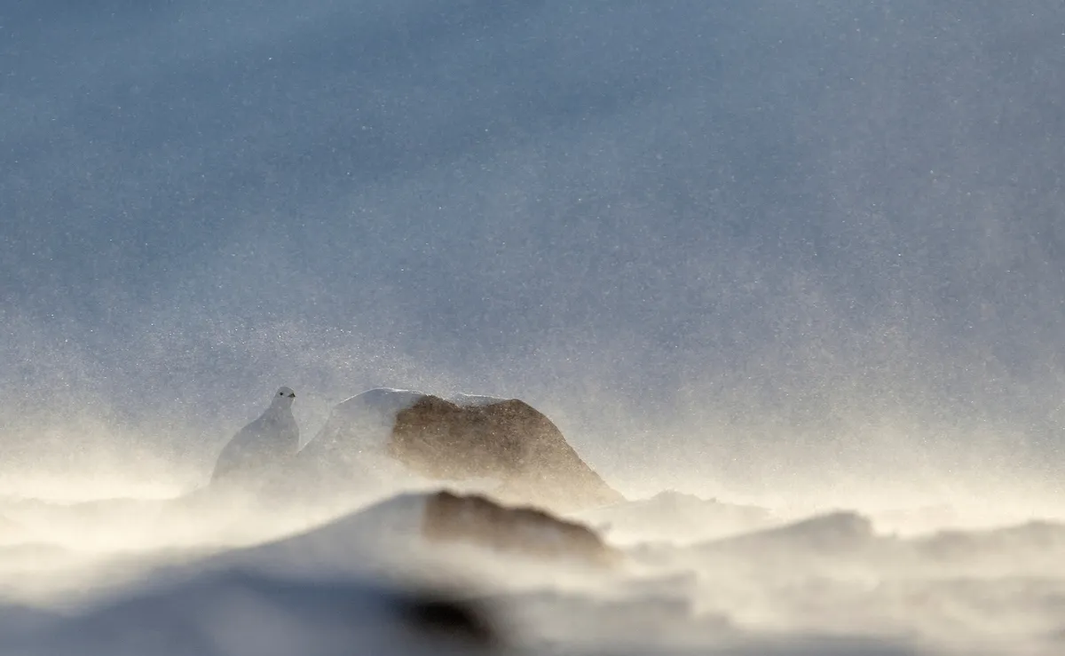 Part of Best Portfolio Category Winner: Willow grouse in winter storm. © Markus Varesvuo.