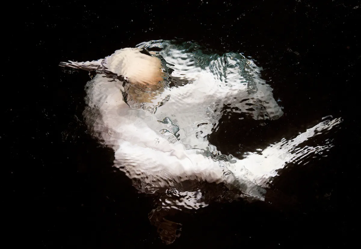 Part of Best Portfolio Category Winner: Creative study of gannet. © Markus Varesvuo.