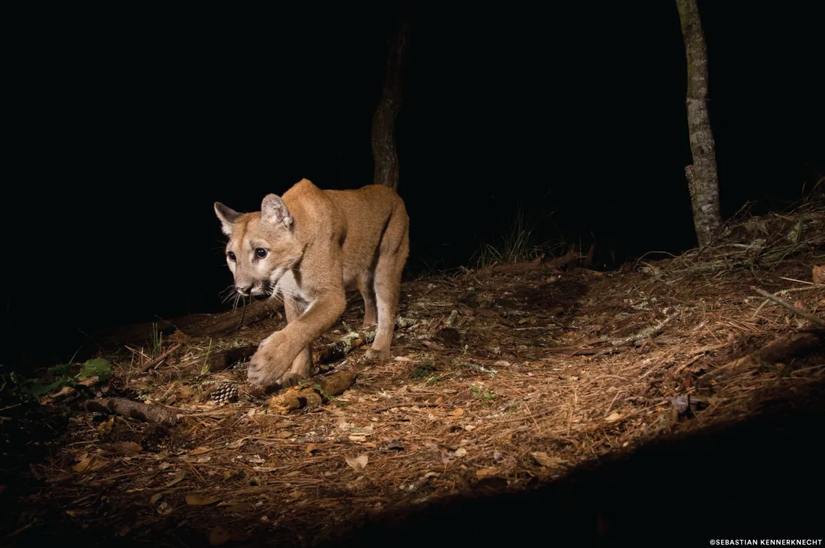 Stalking puma. © Sebastian Kennerknecht/Panthera.