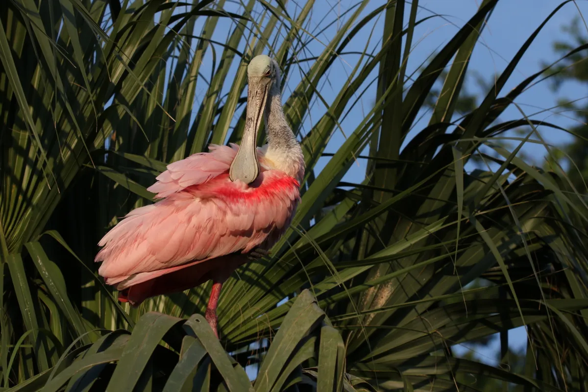 The Everglades support hundreds of marshland species and migratory birds, including roseate spoonbills.