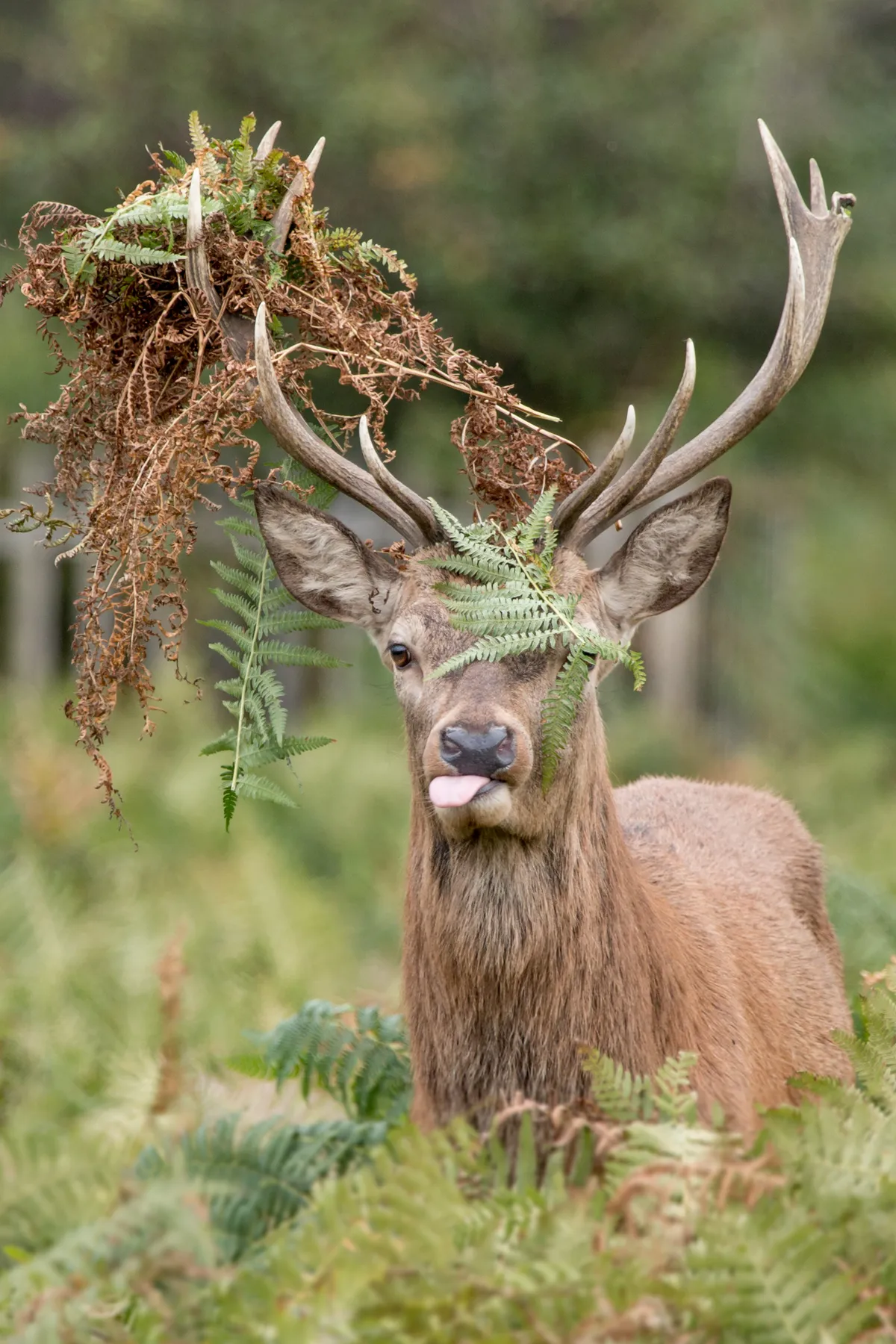 Mammal Comedian Category Winner: Red deer. © Matthew Gould.