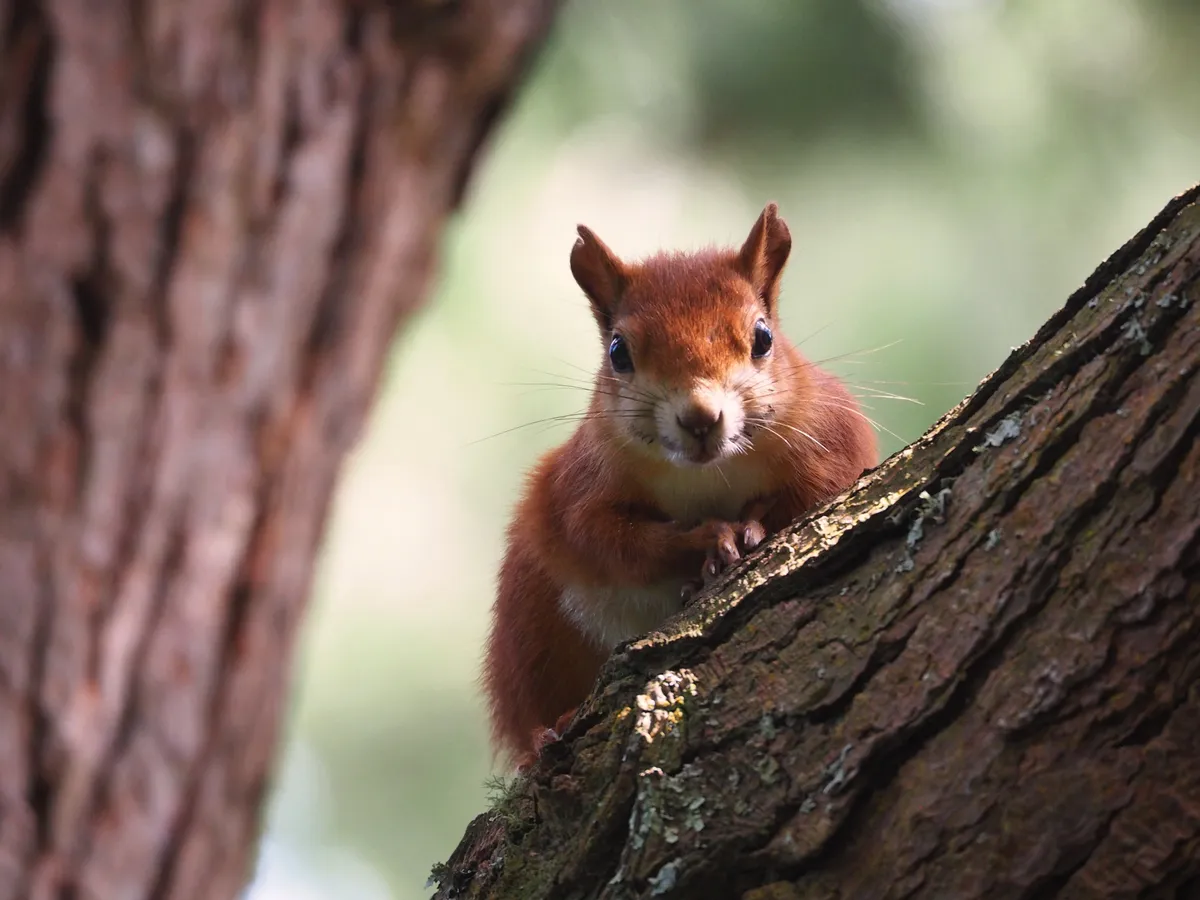 Young Mammal Photographer of the Year, aged 16-18 Category Highly Commended: Red squirrel. © Joe Woods.