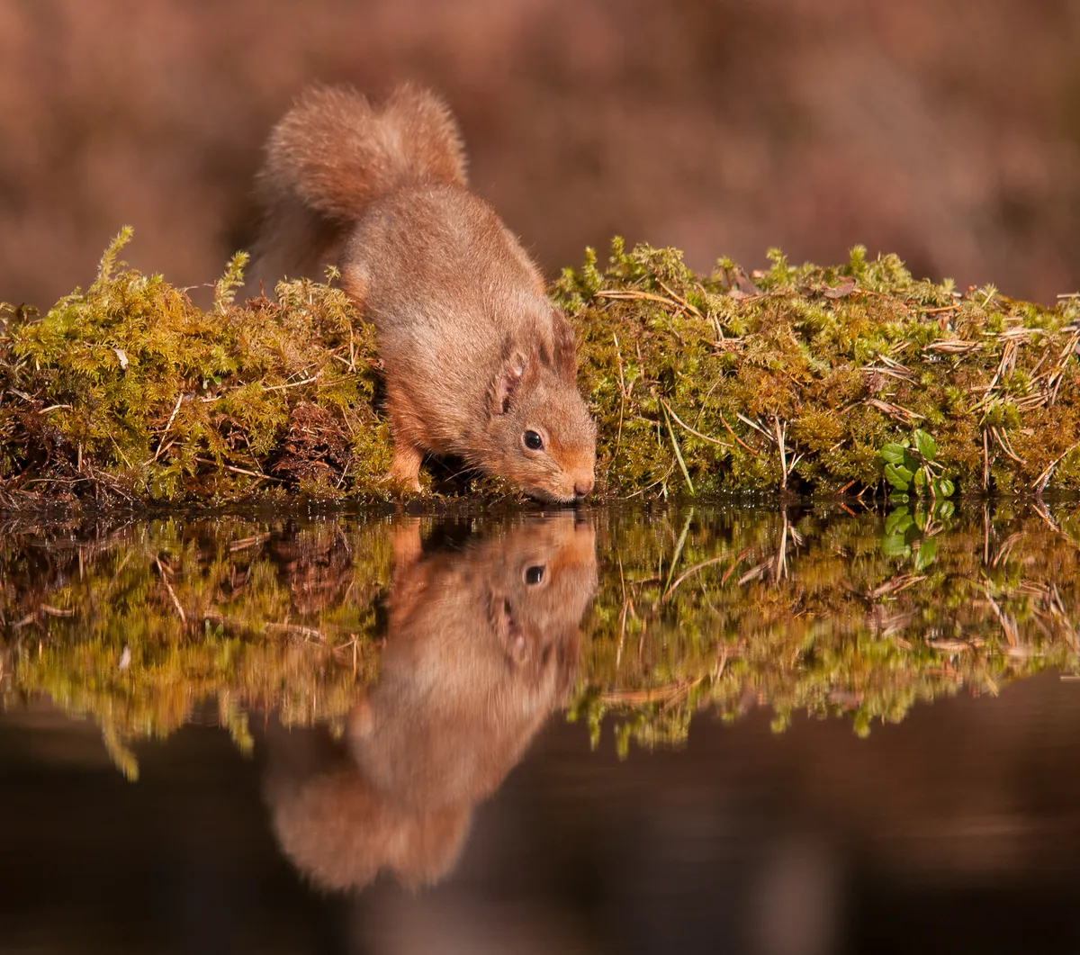 Red squirrel. © Richard Watson.