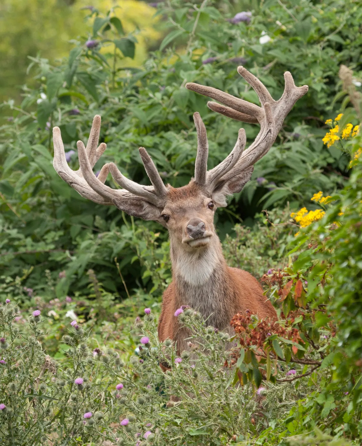 Best Mammal Society Member Winner: Red stag in velvet. © Jochen Langbein.