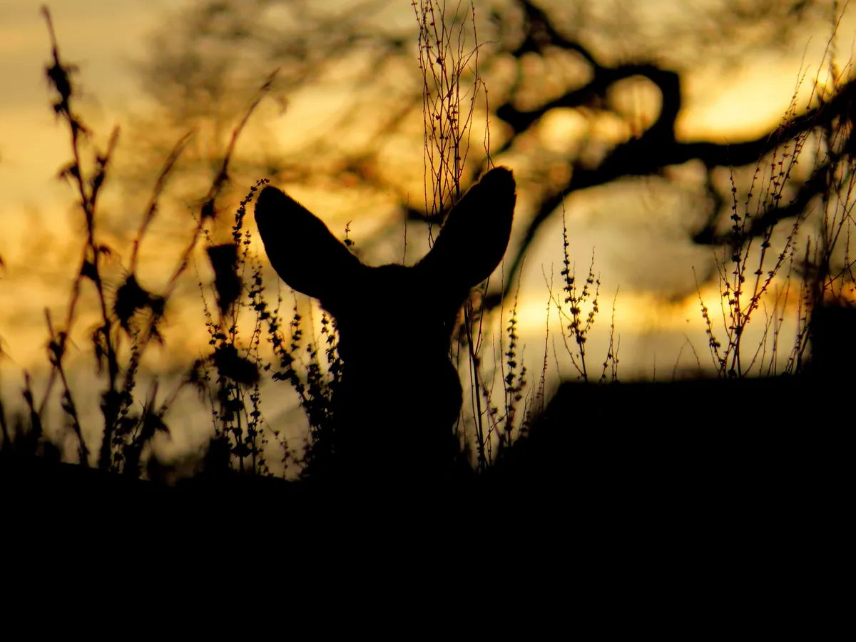 Young Mammal Photographer of the Year, aged 15 and under Category Highly Commended: Roe deer in the evening sun. © Alex White.