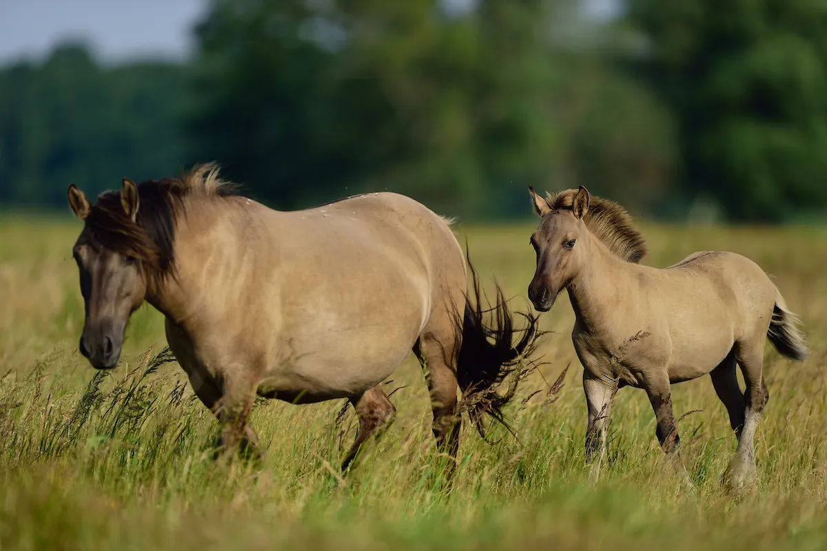Wild konik horses in Poland. © Solvin Zankl/Rewildling Europe
