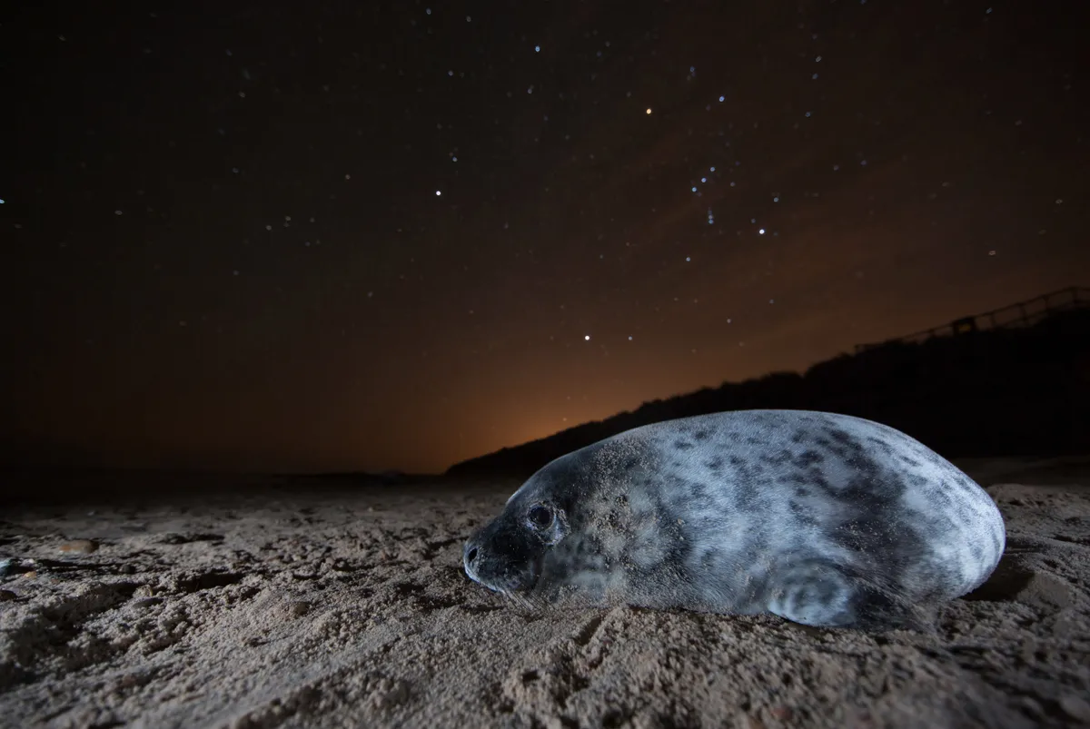 Grey seal pup at night. © Harry Read.