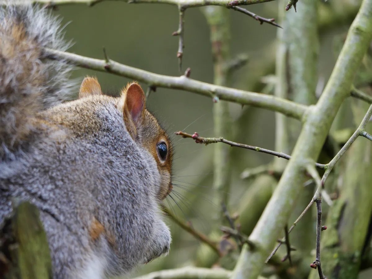 Young Mammal Photographer of the Year, aged 15 and under Category Highly Commended: Squirrel's eye view. © Katy Read.