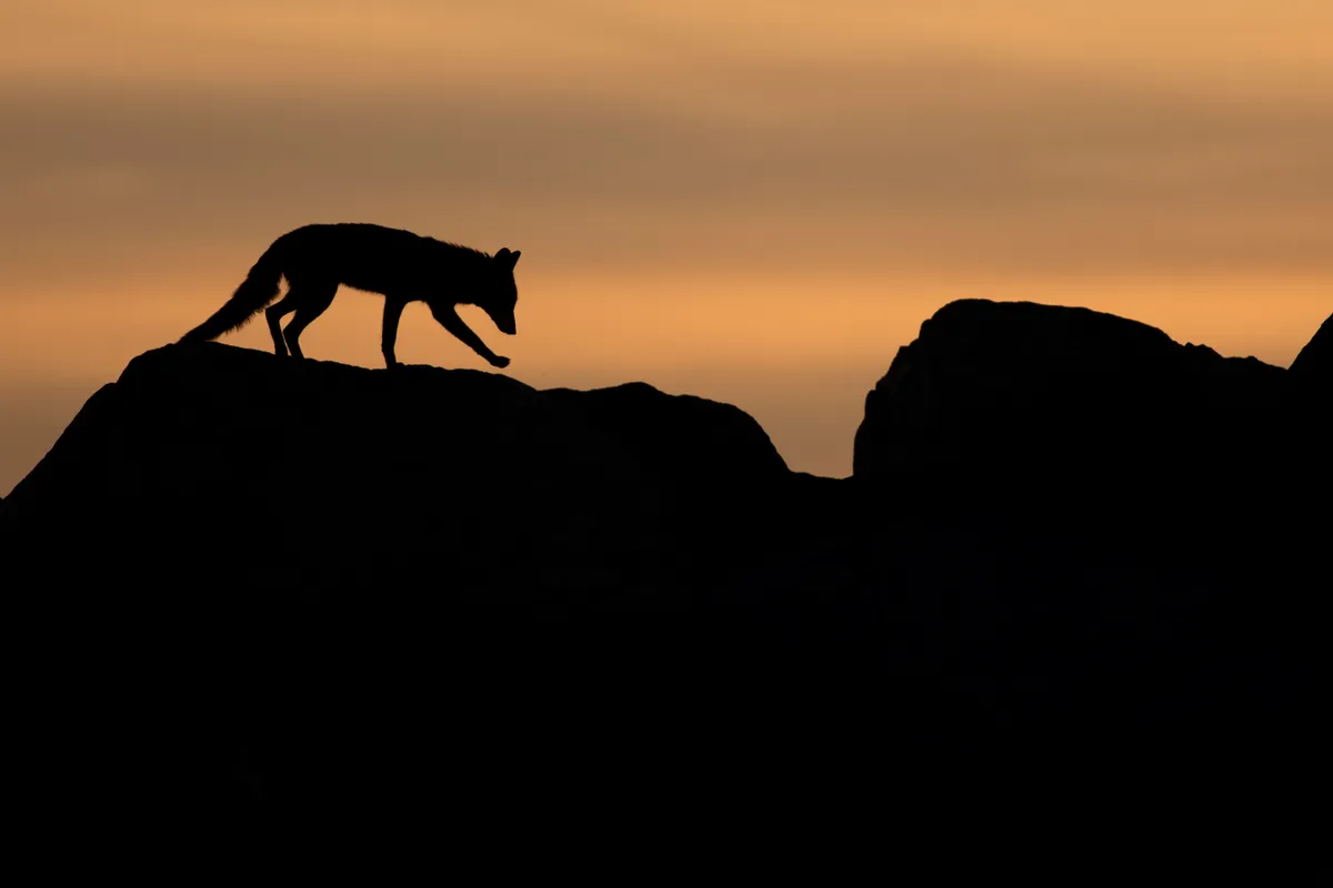 Young Mammal Photographer of the Year, aged 16-18 Category Winner: Sunset fox. © Gideon Knight.