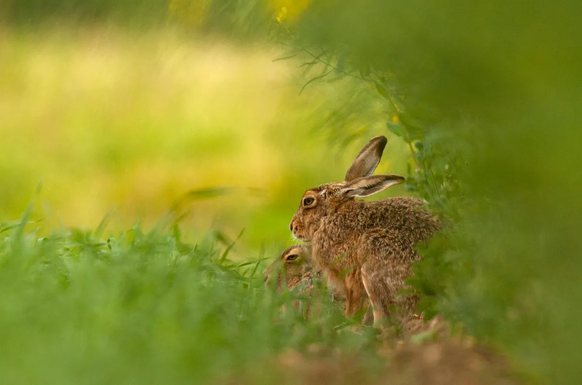 Mammals of the UK Category Highly Commended: Two hares sheltering. © Jenny Hibbert.