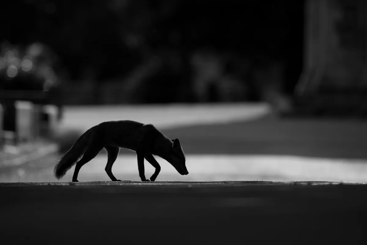 Young Mammal Photographer of the Year, aged 16-18 Category Winner: Urban fox. © Kyle Moore.