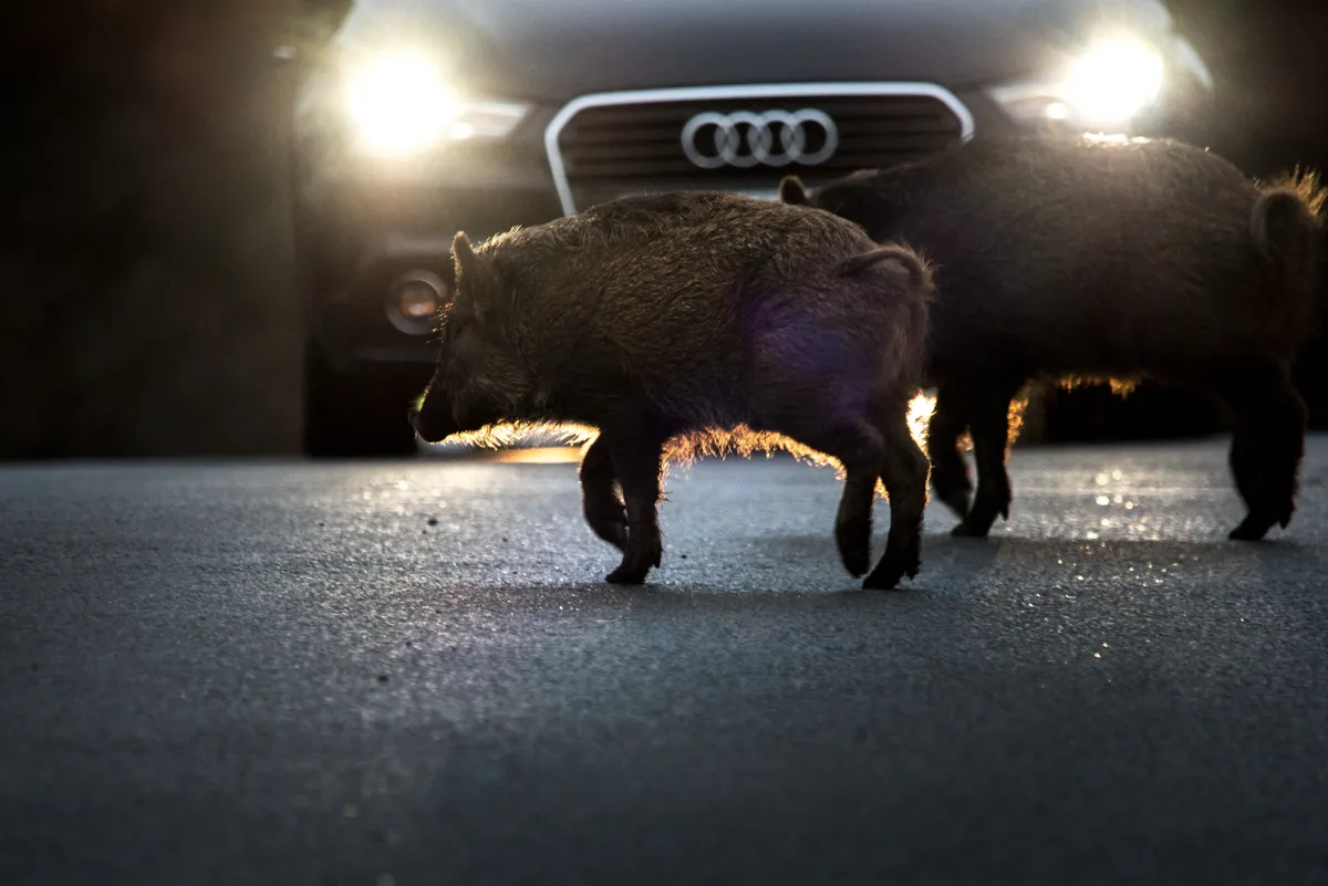 Mammals of the UK Highly Commended Category Highly Commended: Wild boar. © Nick Gate.