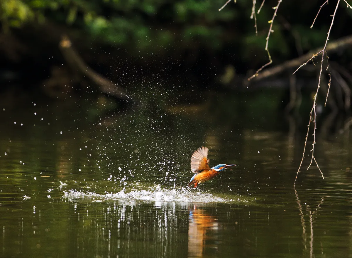 Kingfishers were were first lured to the Heath by the provision of an artificial nesting bank, complete with a couple of holes to get them started. © Matthew Maran.