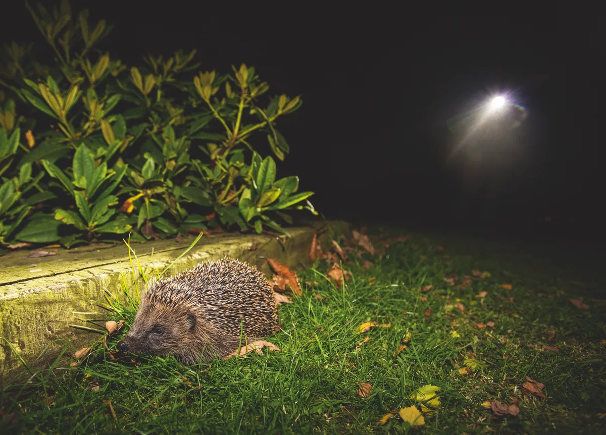 On the Heath, one hedgehog hotspot is Golders Hill Park. It’s under careful habitat management and locked at night, and the population here seems to be recovering as a result. © Matthew Maran.