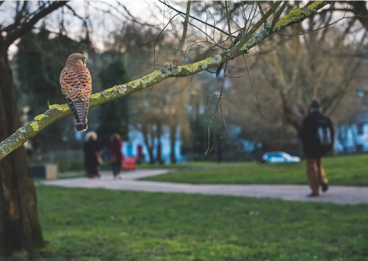 Each year there are a couple of kestrel families on the Heath, nesting in a hollow tree and in a tower on a nearby building. © Matthew Maran.