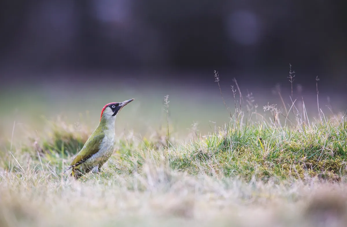 Great spotted and green woodpeckers are flourishing on the Heath but sadly the lesser spotted is no longer seen here. © Matthew Maran.