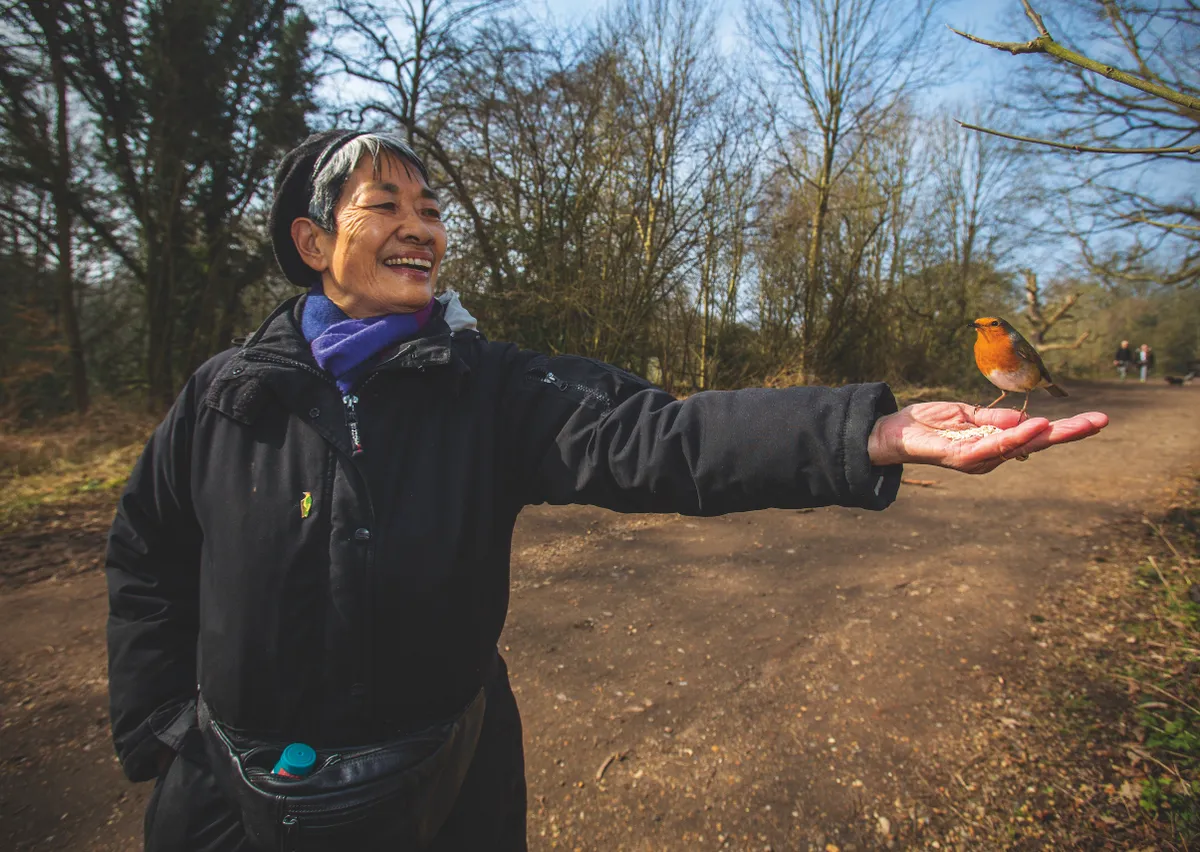 People have long scattered seeds and other treats on Bird Bridge, making the tits, robins and nuthatches here very tame. Here a robin perches on a lady’s hand. © Matthew Maran.