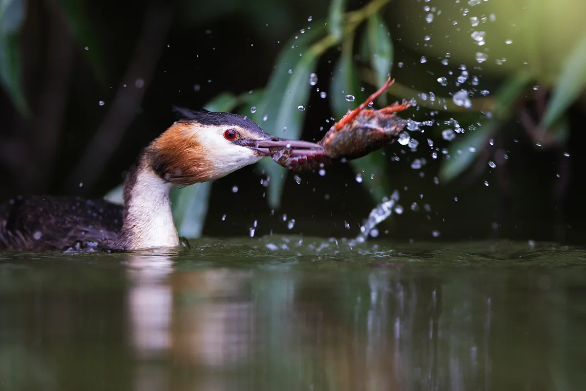 A great crested grebe at the Highgate ponds catches and stuns a red swamp crayfish before swallowing it whole. © Matthew Maran.