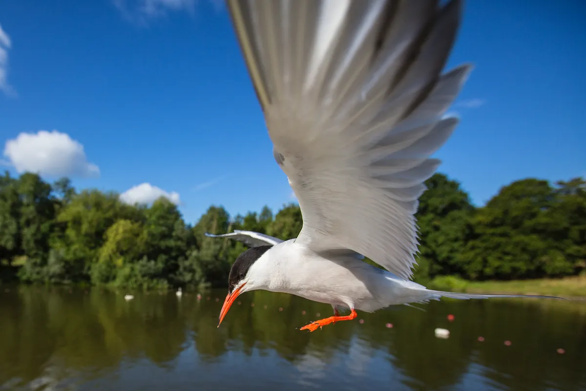 A common tern comes into land after feeding its young. A wide angle lens and a remote trigger was used to capture this shot. © Matthew Maran.