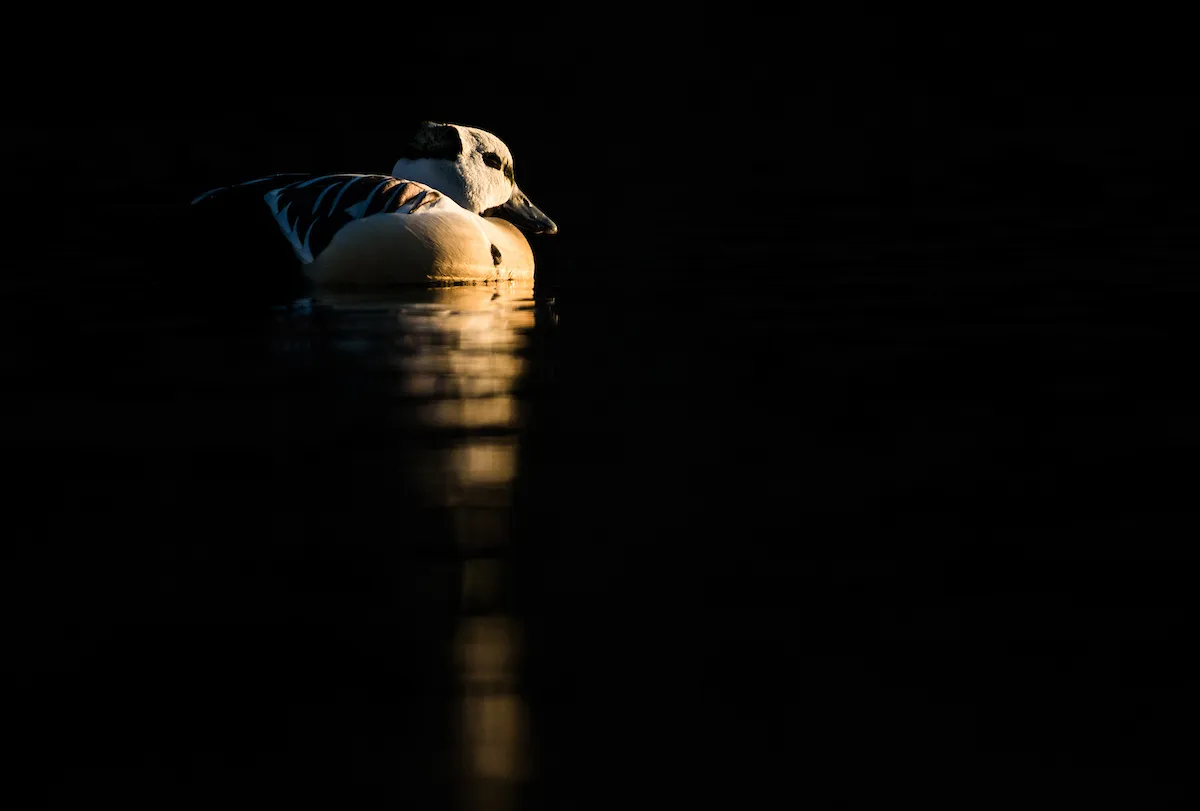 Young Bird Photographer of the Year Category second place: Gold in cold water. © Carlos Naval.