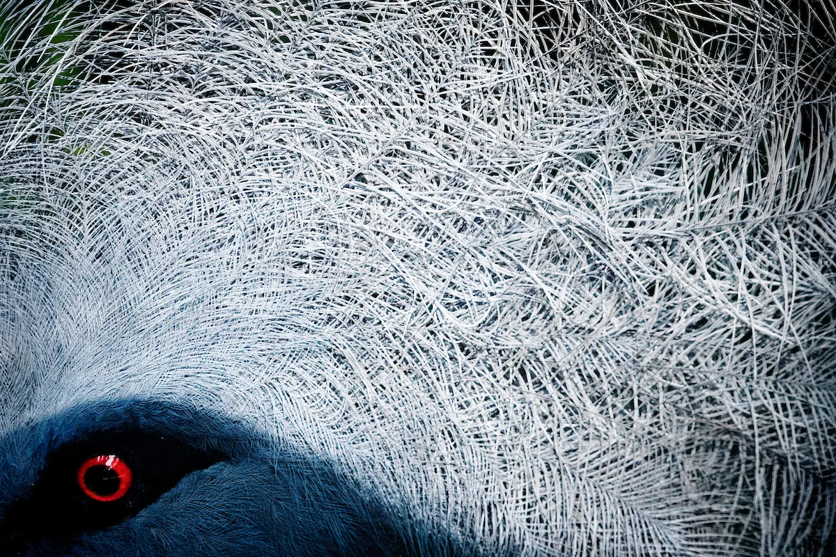 Attention to Detail Category Winner: An Eye for Detail. © David Easton/Bird Photographer of the Year.