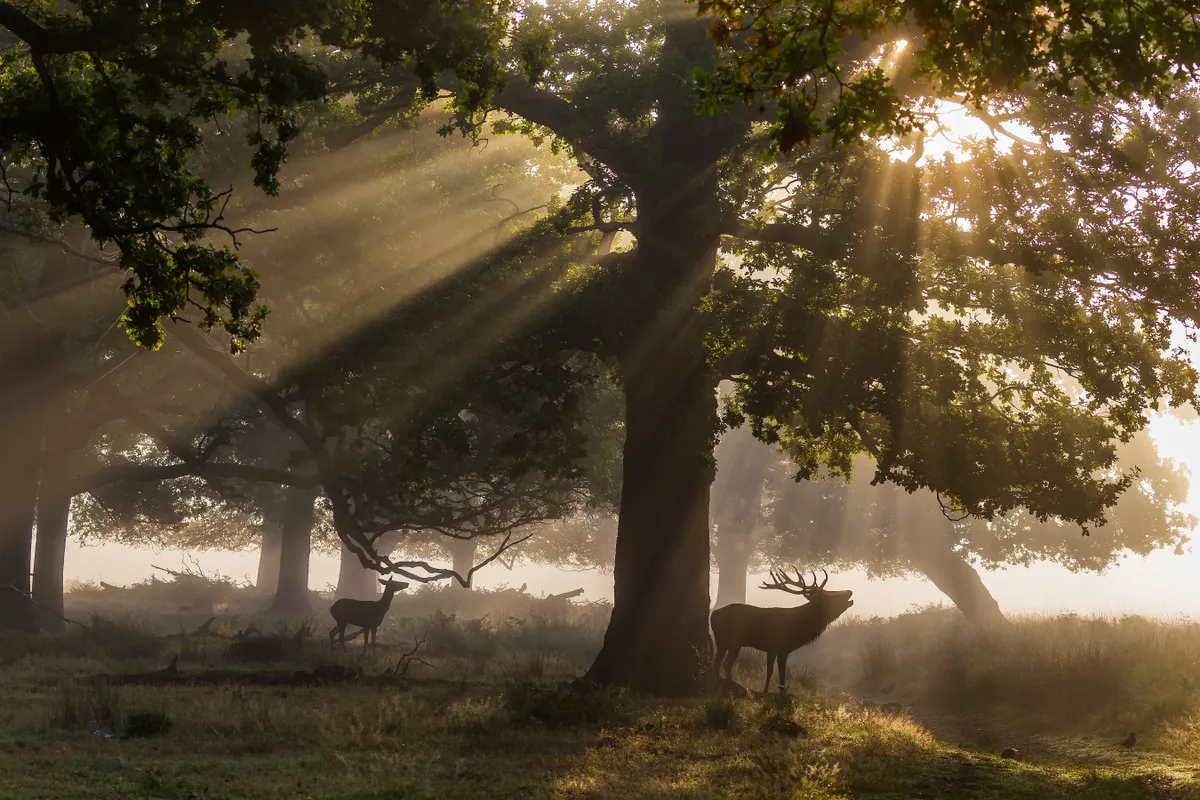 Red deer at dawn. © Gary Cox.