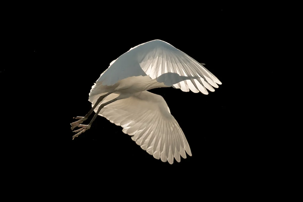 Birds in Flights Category Winner: Freedom. © Sienna Anderson/Bird Photographer of the Year.