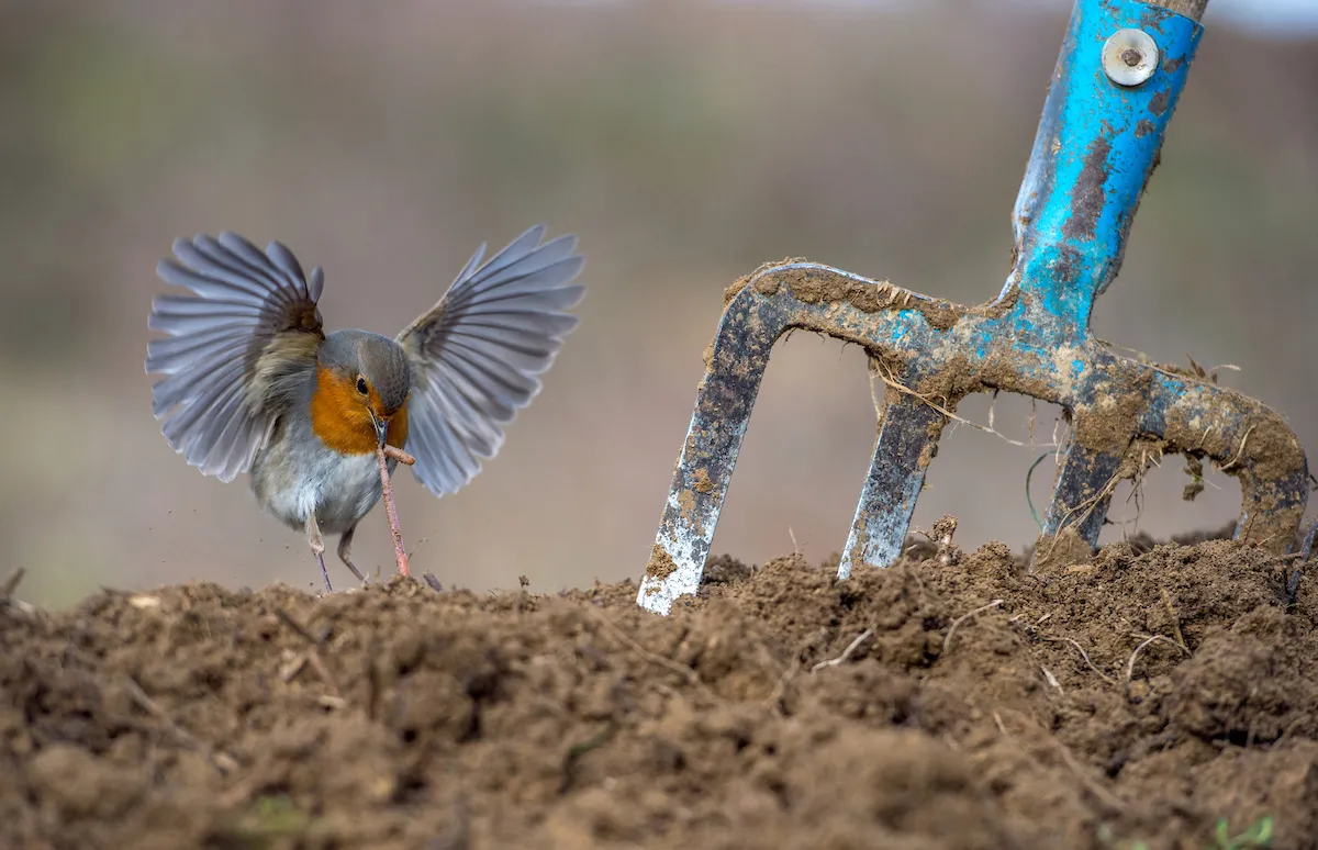 Garden and Urban Birds Category Winner: Robins snack. © Nikos Bukas/Bird Photographer of the Year.